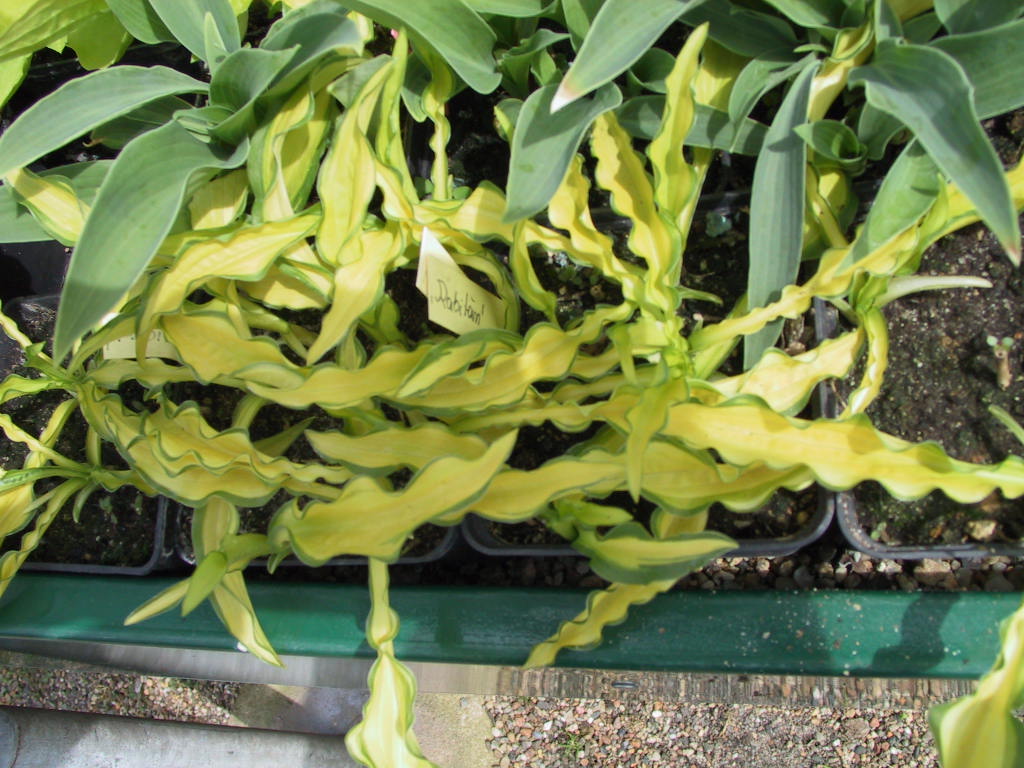 Hosta Hybride Kabitan.jpg